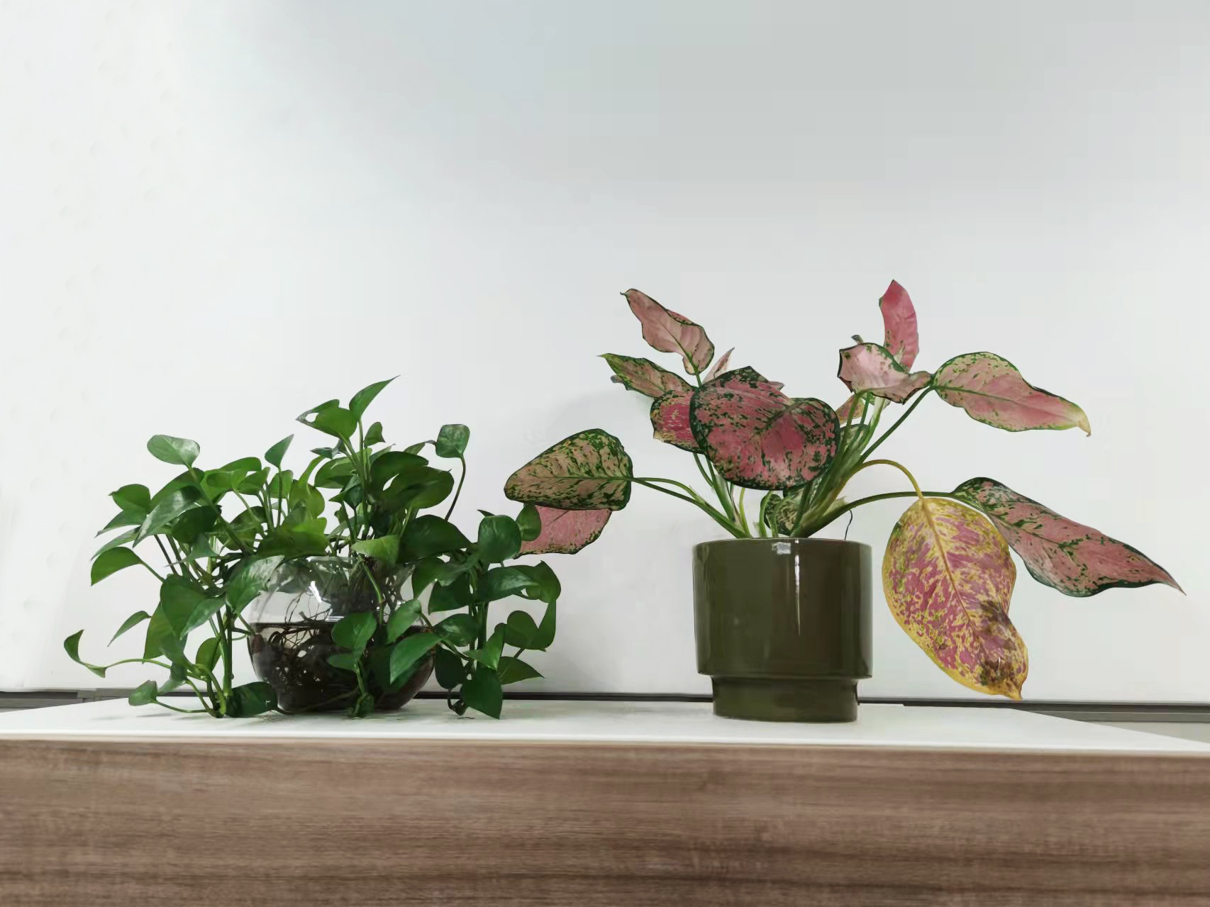 8种能在办公桌上摆放的盆栽绿植